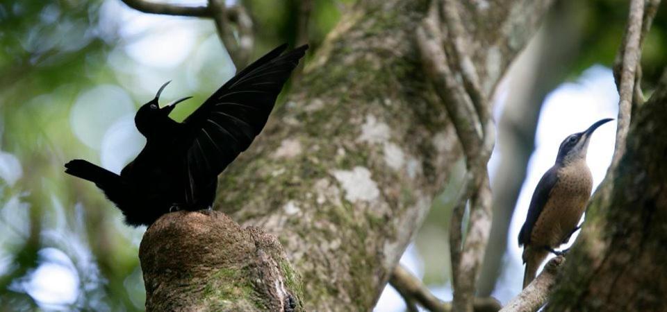 チャンバーズ ワイルドライフ レインフォレスト ロッジ Lake Eacham エクステリア 写真