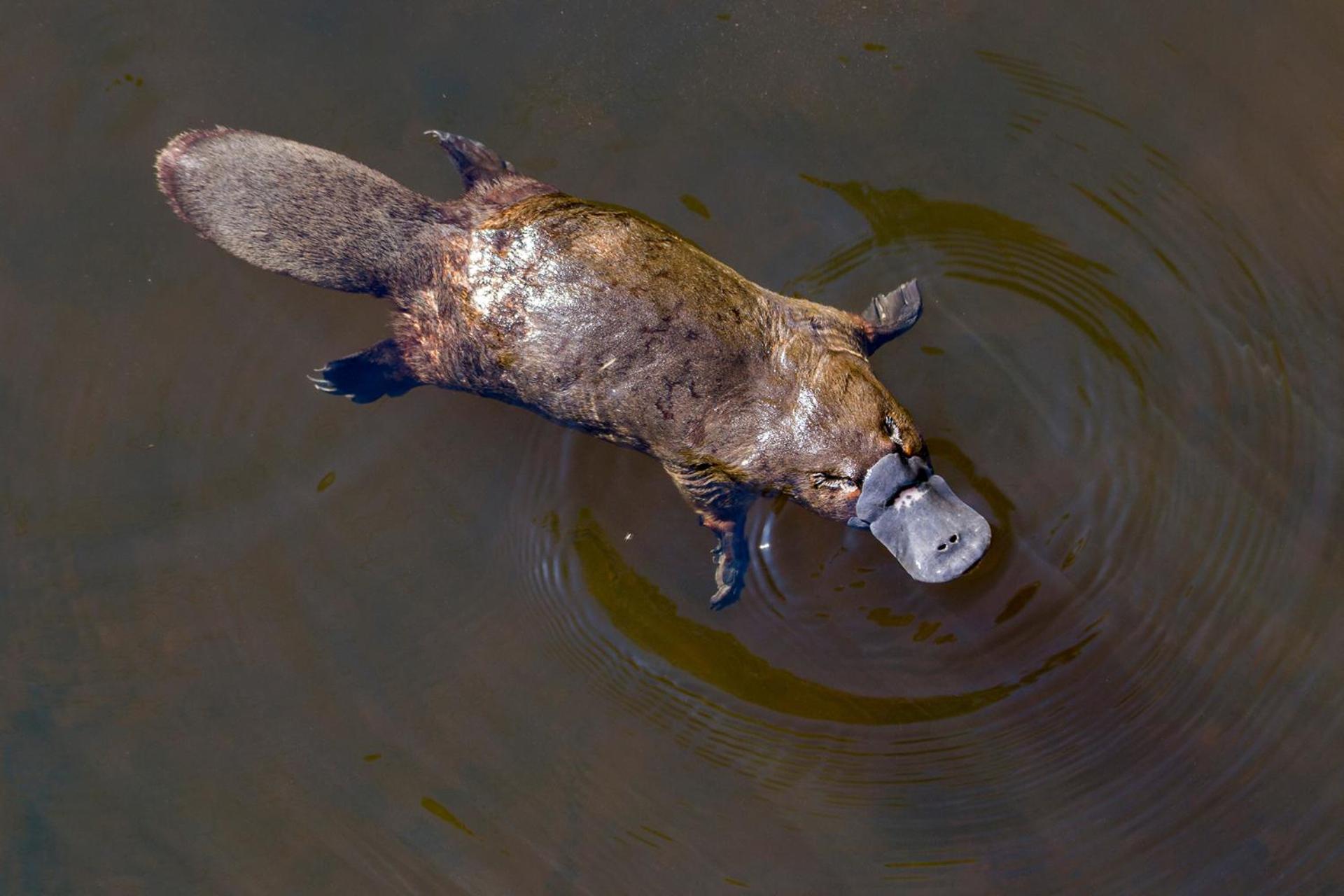 チャンバーズ ワイルドライフ レインフォレスト ロッジ Lake Eacham エクステリア 写真