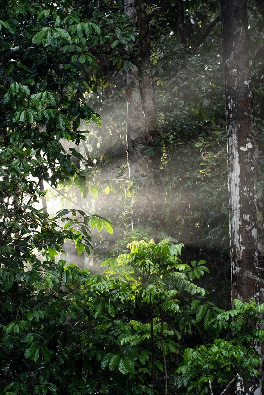 チャンバーズ ワイルドライフ レインフォレスト ロッジ Lake Eacham エクステリア 写真